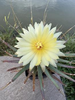 Leuchtenbergia principis v. trachythele